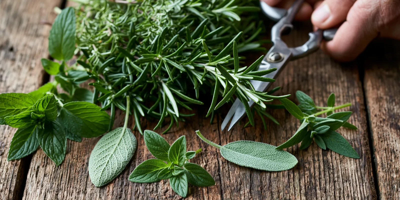 tchitcha. fresh garden herbs being cut with scissors scattere 0f50648d dcd2 4234 8bf5 647c938a002a 0 pour médecin
